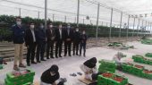 بازدید فرماندار شهرستان چناران در معیت مدیر جهاد کشاورزی از بزرگترین گلخانه کشت توت فرنگی در شرق کشور