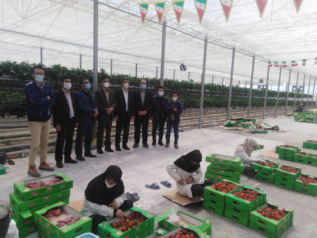 بازدید فرماندار شهرستان چناران در معیت مدیر جهاد کشاورزی از بزرگترین گلخانه کشت توت فرنگی در شرق کشور