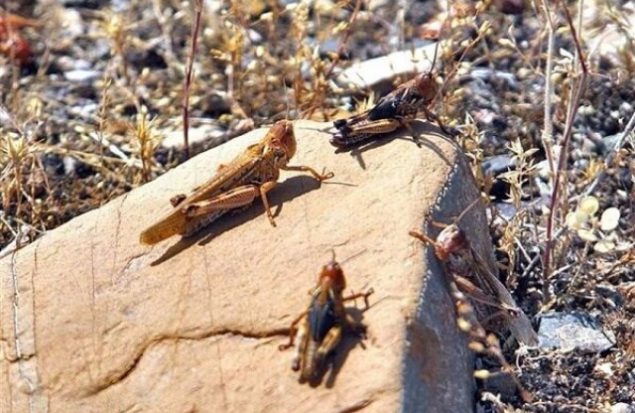 مبارزه با ملخ بومی در روستای دولت آباد چناران