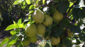 پیش بینی تولید 101 هزارتن سیب و گلابی در چناران