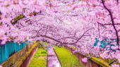 کلام تازه | پیشنهاد کلام تازه برای برگزاری جشن شکوفه‌های گیلاس در شهرستان چناران