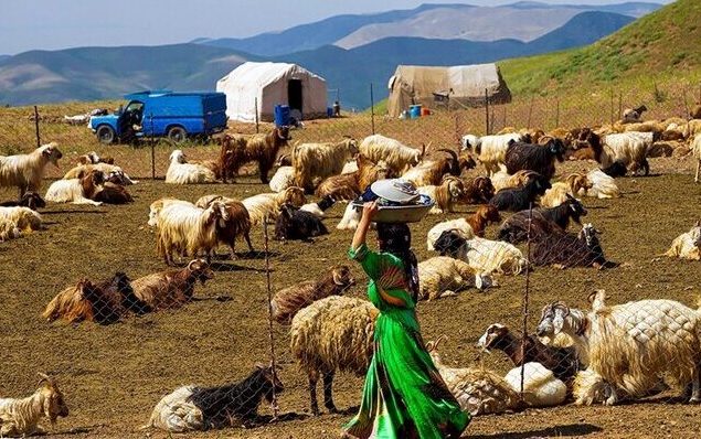 توزیع بیش از ۱۰ هزار تن نهاده‌های دامی میان عشایر خراسان رضوی