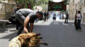 دامپزشکی نسبت به قربانی دام در معابر عمومی خراسان رضوی هشدار داد