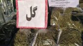 انهدام باند قاچاق موادمخدر به سرکردگی زندانی بندباز در عملیات مثلثی پلیس تهران، گلبهار و مشهد