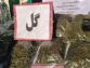 انهدام باند قاچاق موادمخدر به سرکردگی زندانی بندباز در عملیات مثلثی پلیس تهران، گلبهار و مشهد