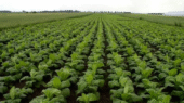 آغاز برداشت تنباکو در روستای بقمچ چناران