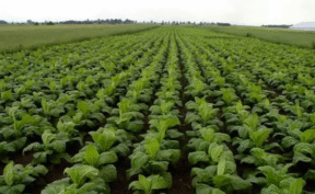 آغاز برداشت تنباکو در روستای بقمچ چناران