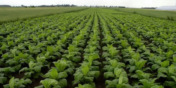 آغاز برداشت تنباکو در روستای بقمچ چناران