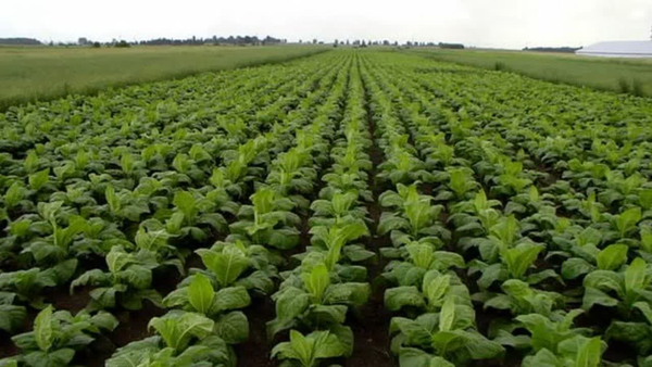 آغاز برداشت تنباکو در روستای بقمچ چناران