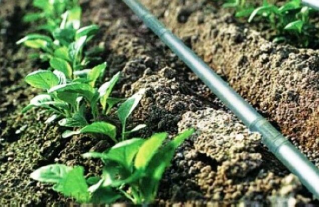 سازگاری با کم‌آبی ضرورتی حیاتی برای کشاورزی خراسان رضوی است