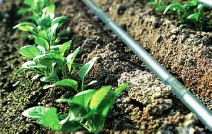 سازگاری با کم‌آبی ضرورتی حیاتی برای کشاورزی خراسان رضوی است