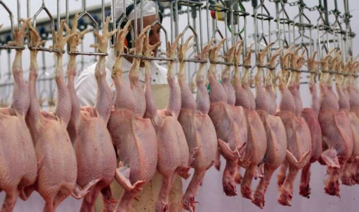۱۹ هزار تن مرغ گوشتی به بازار خراسان رضوی عرضه می‌شود