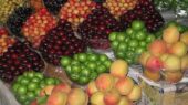 چناران با جشنواره برداشت میوههای سردرختی به استقبال هفته گردشگری میرود