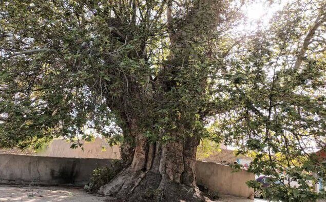 درخت چنار ۵۰۰ ساله گلمکان در انتظار ثبت ملی