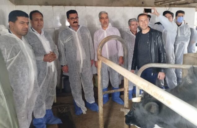 آغاز واکسیناسیون رایگان دام‌های سنگین روستایی چناران، طرقبه‌شاندیز و گلبهار