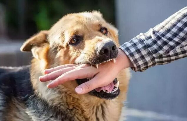 حمله سگ هار به ۲ انسان و ۱۱ حیوان در سبزوار