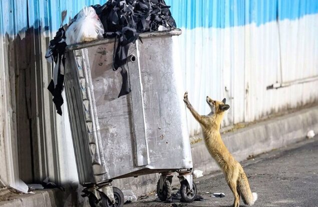 هشدار محیط زیست طرقبه شاندیز نسبت به ورود حیوانات وحشی به مناطق مسکونی