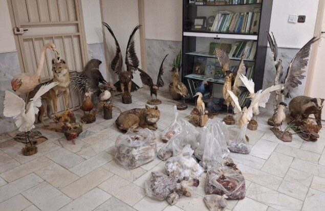 مجموعه «تاکسیدرمی» در نیشابور کشف شد