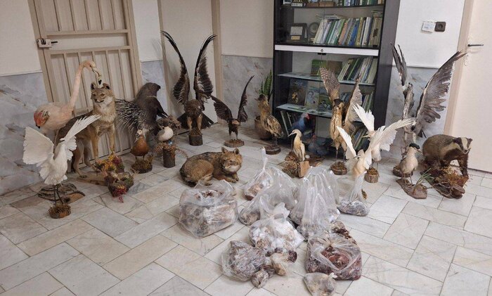 مجموعه «تاکسیدرمی» در نیشابور کشف شد