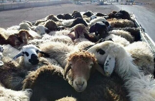 رمزگشایی از ۱۳ فقره سرقت احشام در استان خراسان رضوی