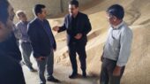 خرید تضمینی بیش از ۳۲ هزار تن گندم در چناران