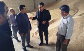 خرید تضمینی بیش از ۳۲ هزار تن گندم در چناران