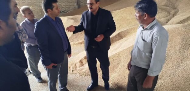 خرید تضمینی بیش از ۳۲ هزار تن گندم در چناران