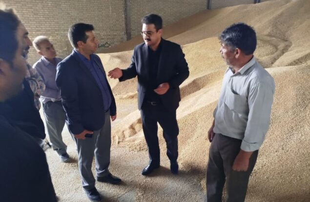 خرید تضمینی بیش از ۳۲ هزار تن گندم در چناران