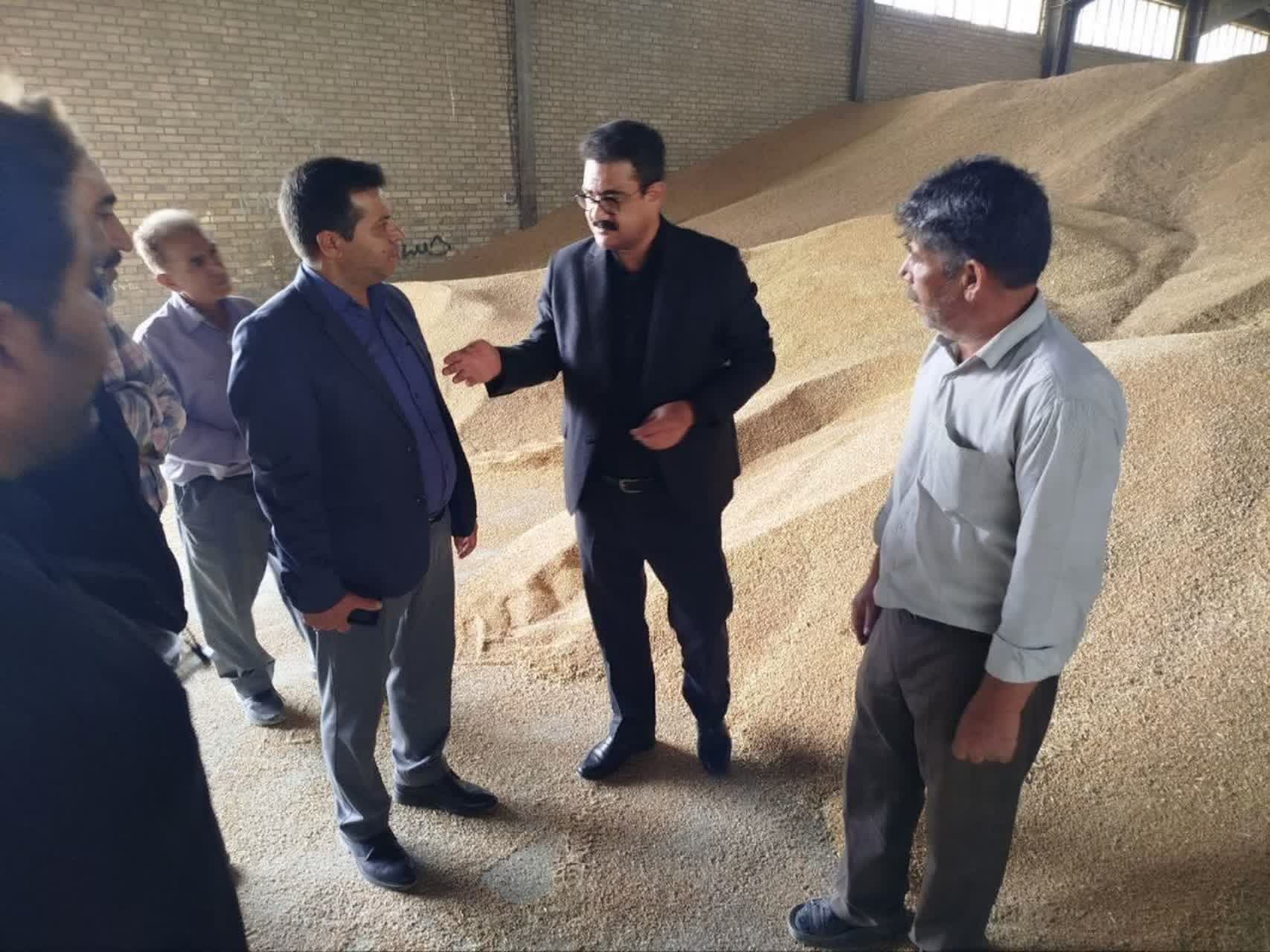 خرید تضمینی بیش از ۳۲ هزار تن گندم در چناران